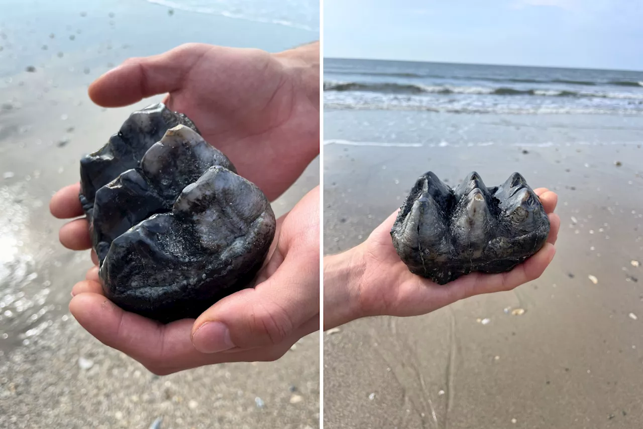 'Once in a Lifetime' Mastodon Fossil Tooth Found on South Carolina Beach