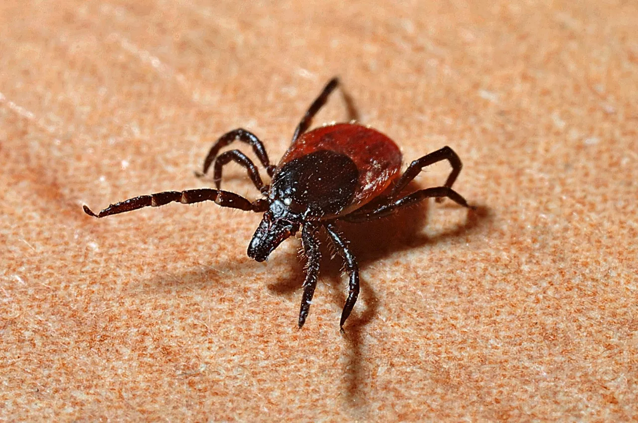 Will N.J. see big tick season this year? Here’s an early bite at the numbers.