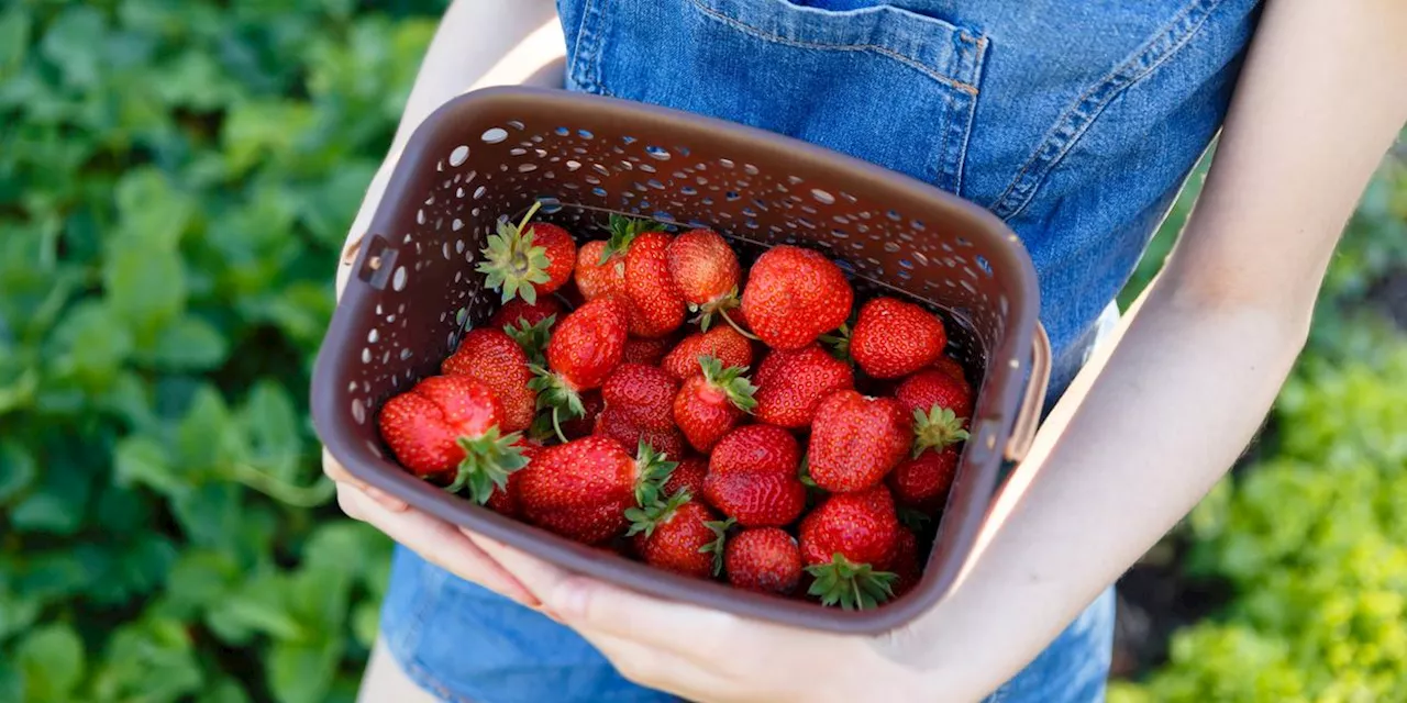 Sind Erdbeeren N&uuml;sse, Obst oder Beere?