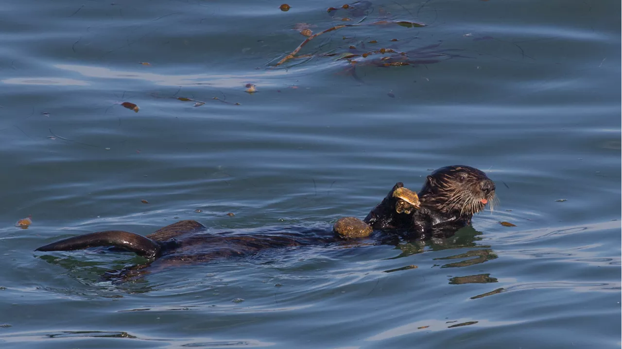 When sea otters lose their favorite foods, they can use tools to go after new ones