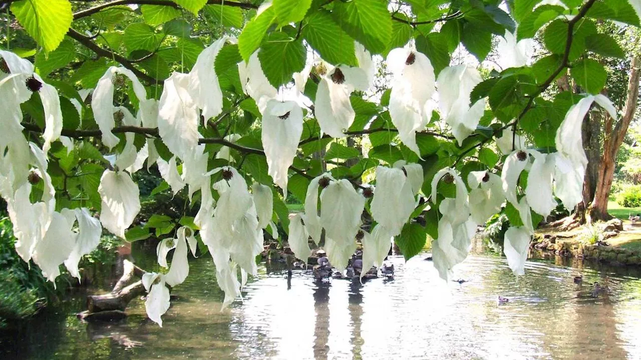 Voici sept arbres originaux pour un jardin pas comme les autres