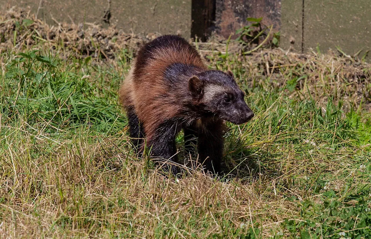 Physics News: A push to bring wolverines back to California fizzles ...