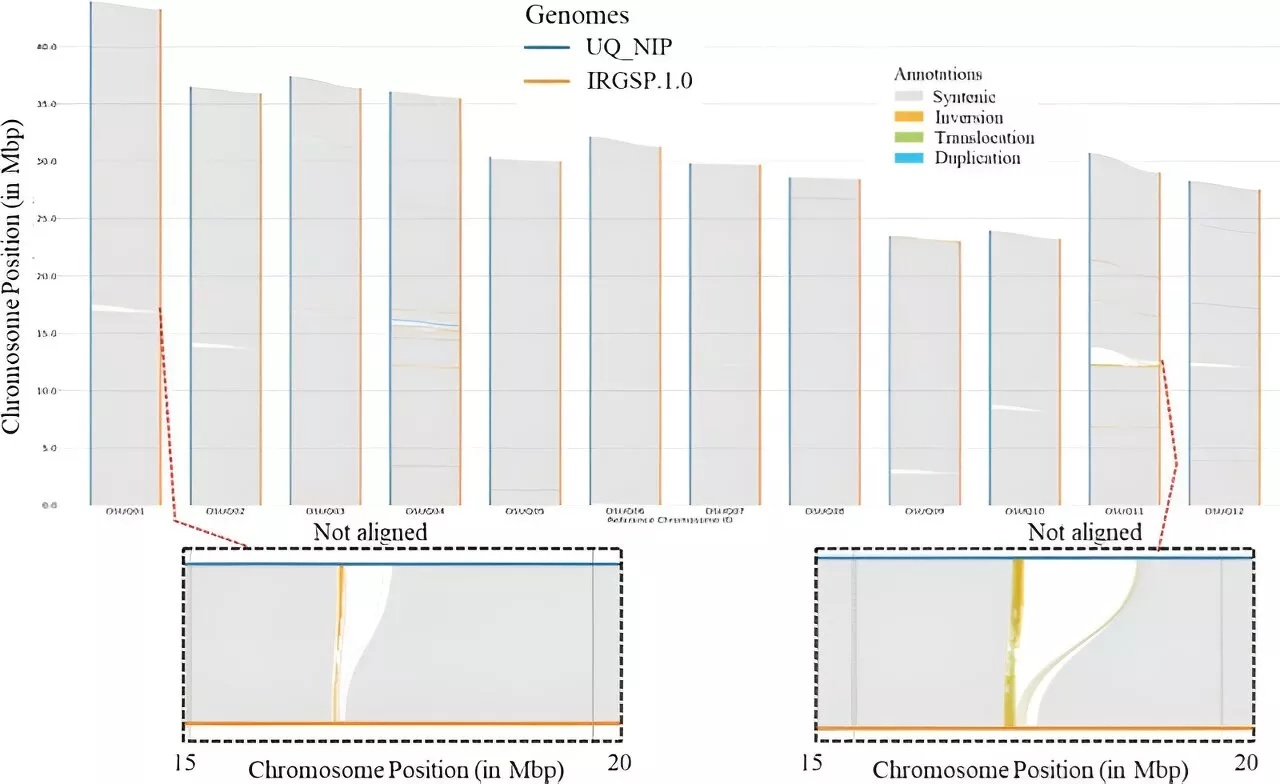 Advances in rice genome research offer insights and promising applications for agriculture