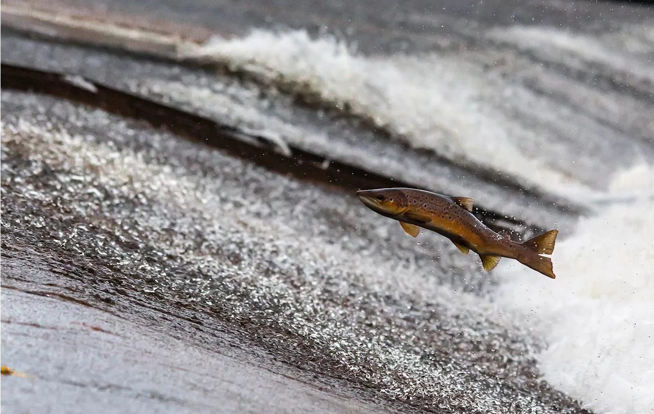 California bans salmon fishing for the season in Sacramento-area rivers and Klamath basin