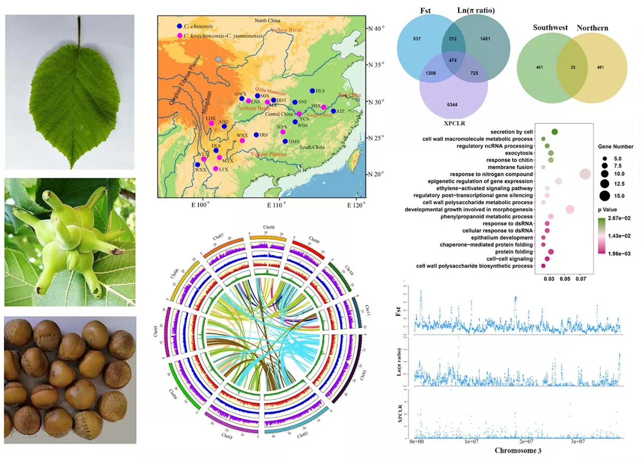 Genetic resilience and adaptation of the endangered Chinese hazelnut