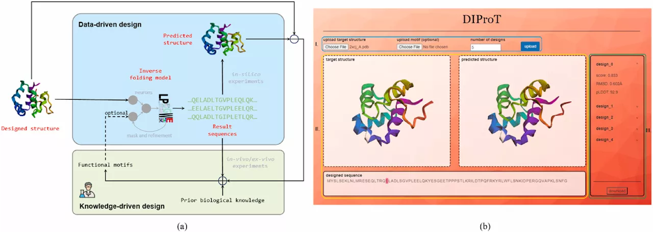 Scientists introduce DIProT—an interactive deep learning toolkit for efficient protein design