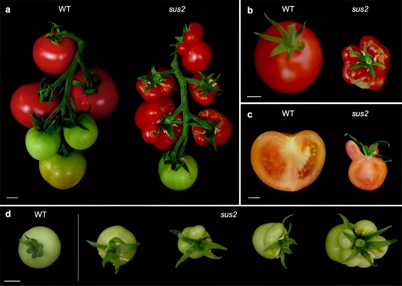 Tomato blossoms unfold new insights: Key gene TM6 controls flower development