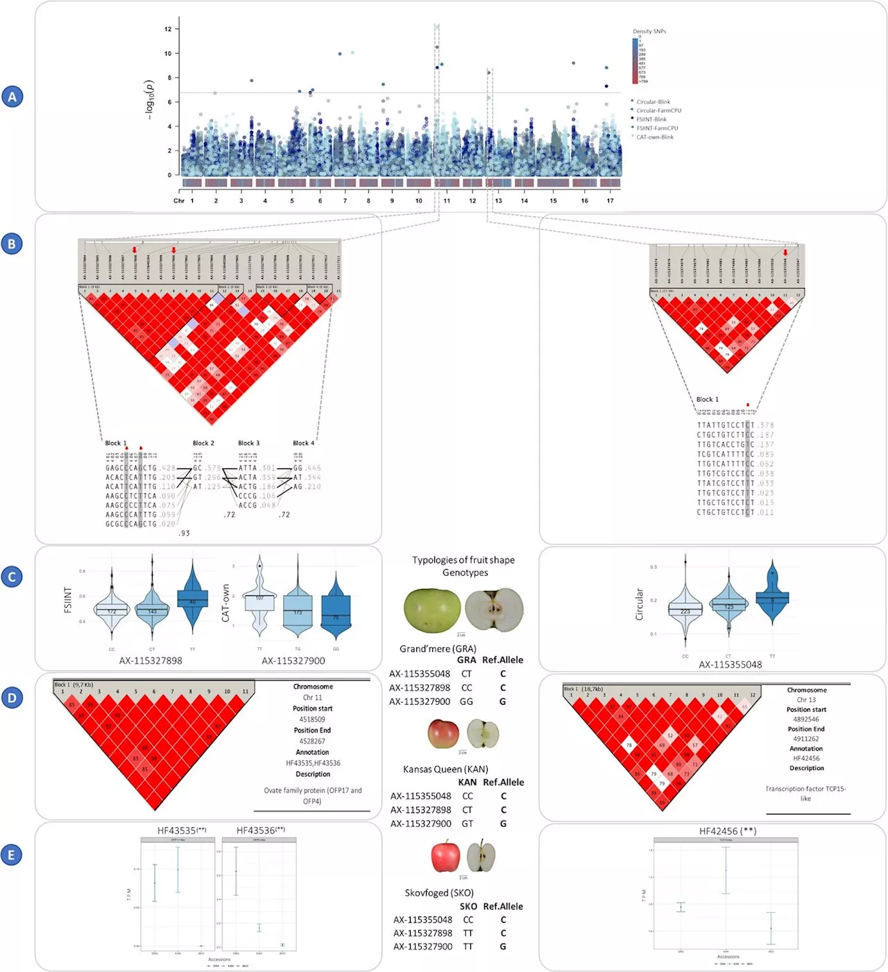 Unlocking the genetic blueprint of apples: Shape and size traits unveiled