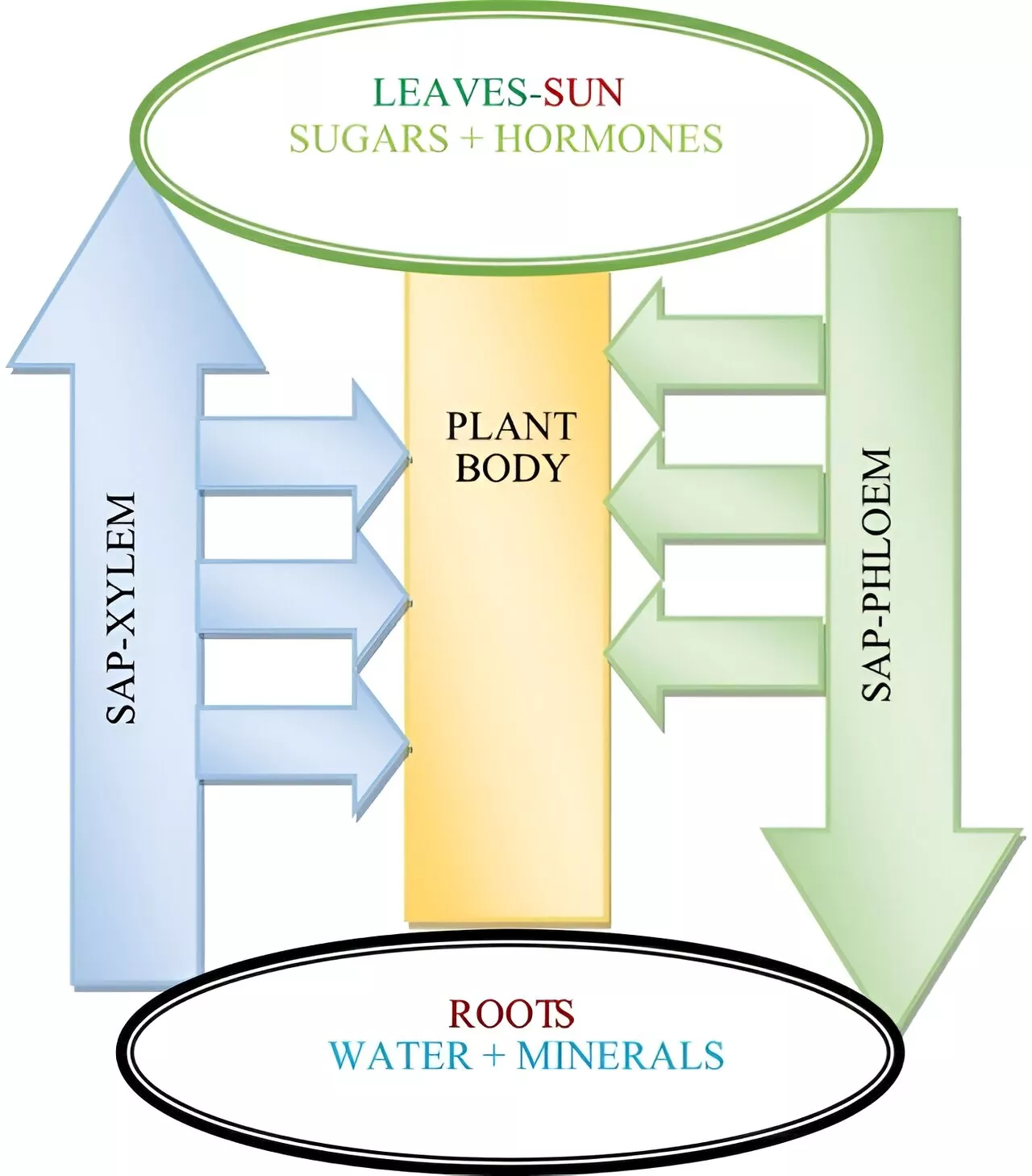 Unlocking the secrets of plant-electromagnetic field interactions: A comprehensive review