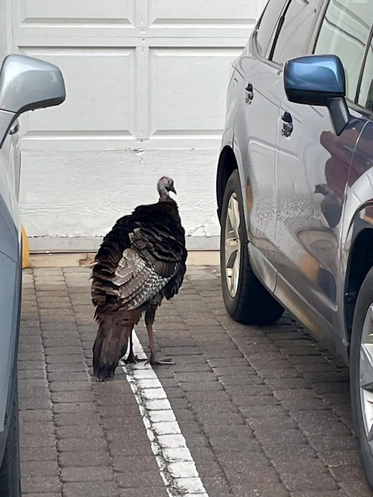 Today* in Hawks*** around Town – Turkey Season continues!