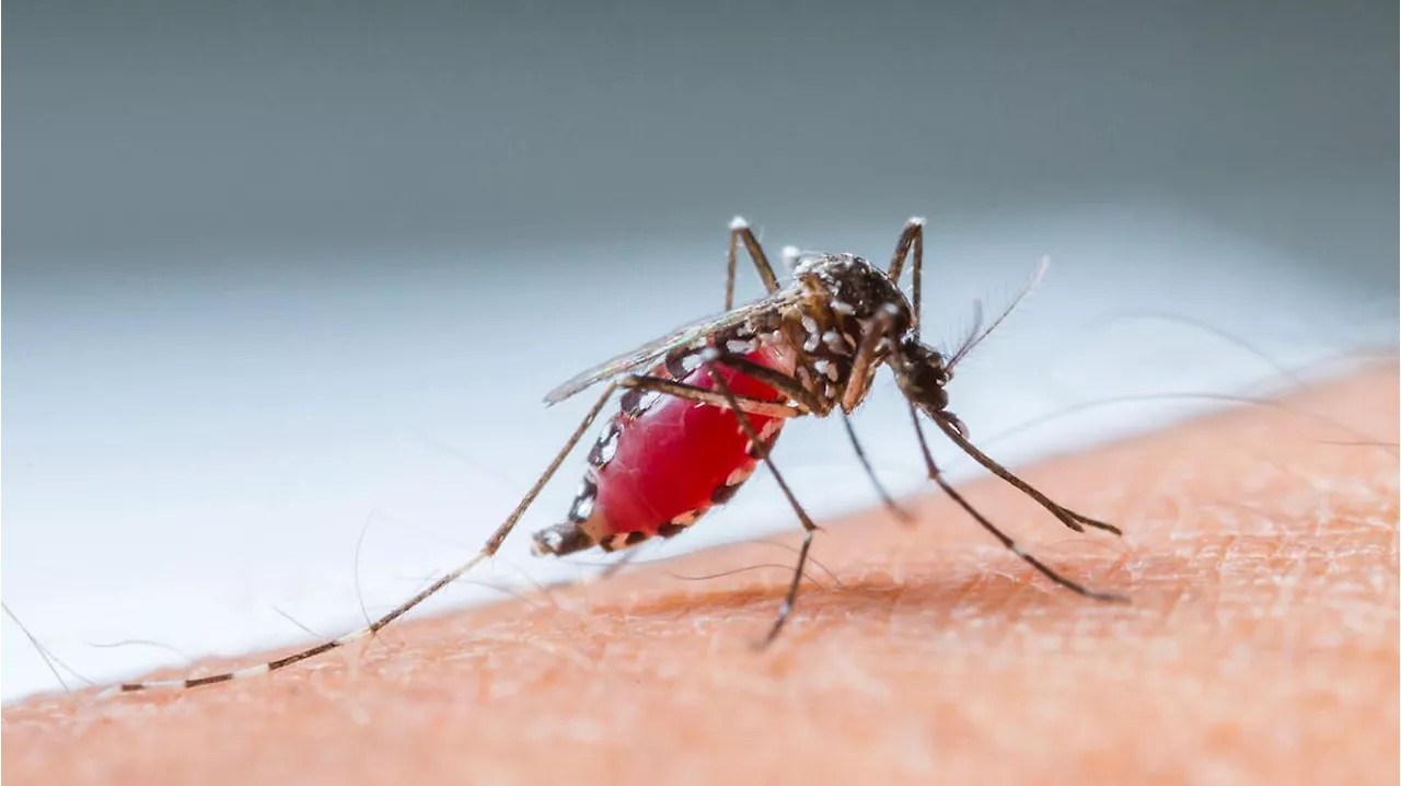 Dengue-Fieber auf dem Vormarsch in Europa - Darum ist ein zuverlässiger Schutz so wichtig!