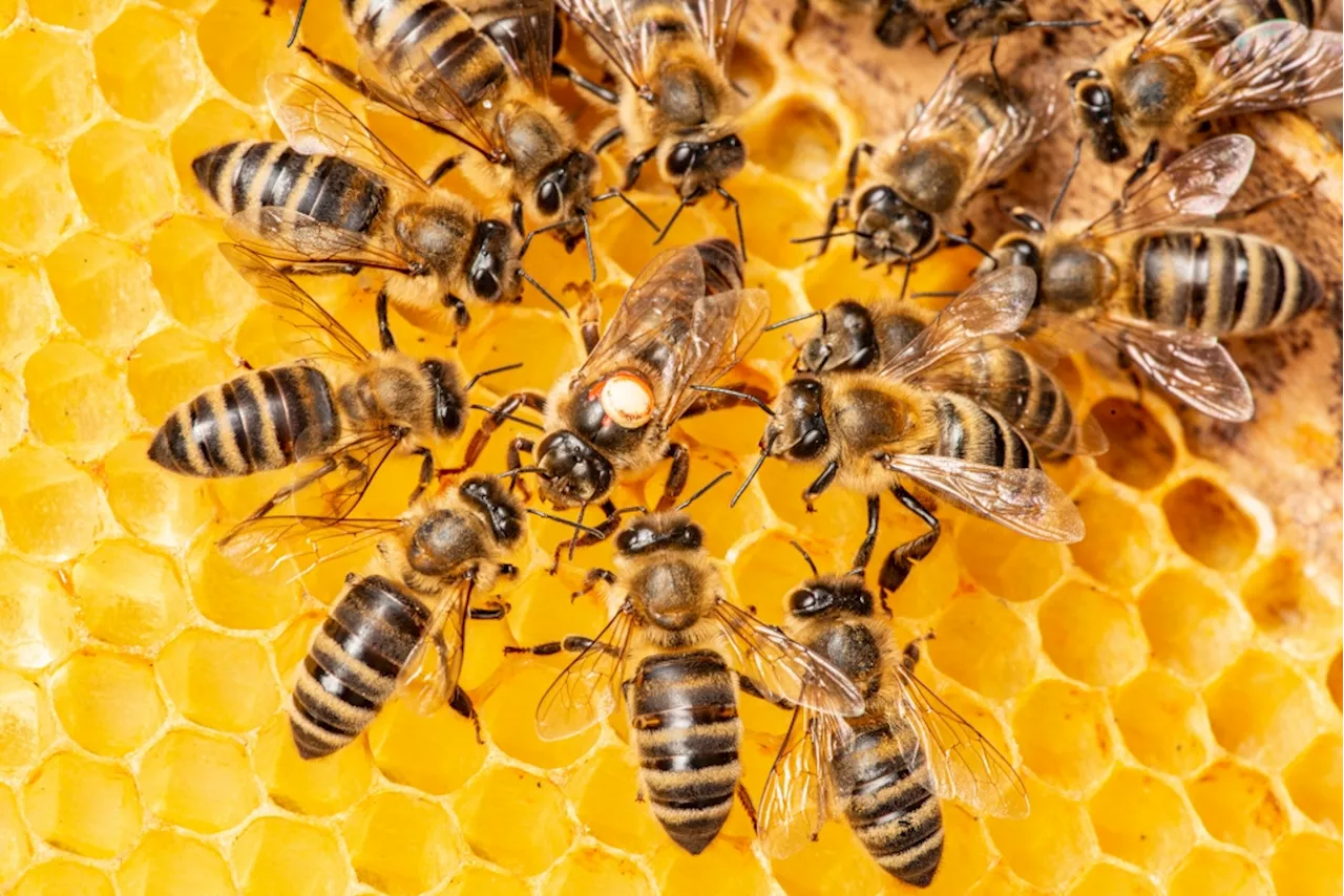 Le taux de mortalité des abeilles augmente depuis deux ans: comment expliquer ce phénomène?