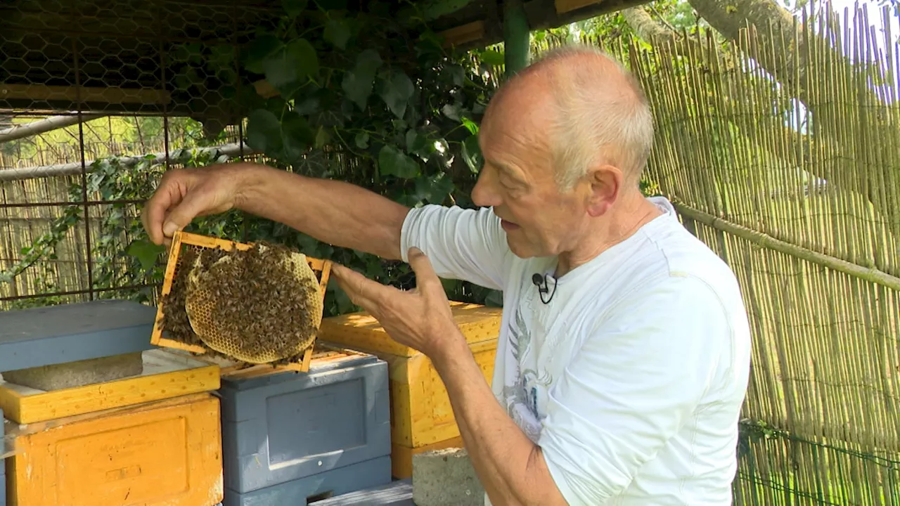 Le taux de mortalité des abeilles est au plus haut depuis 7 ans: comment l'expliquer?