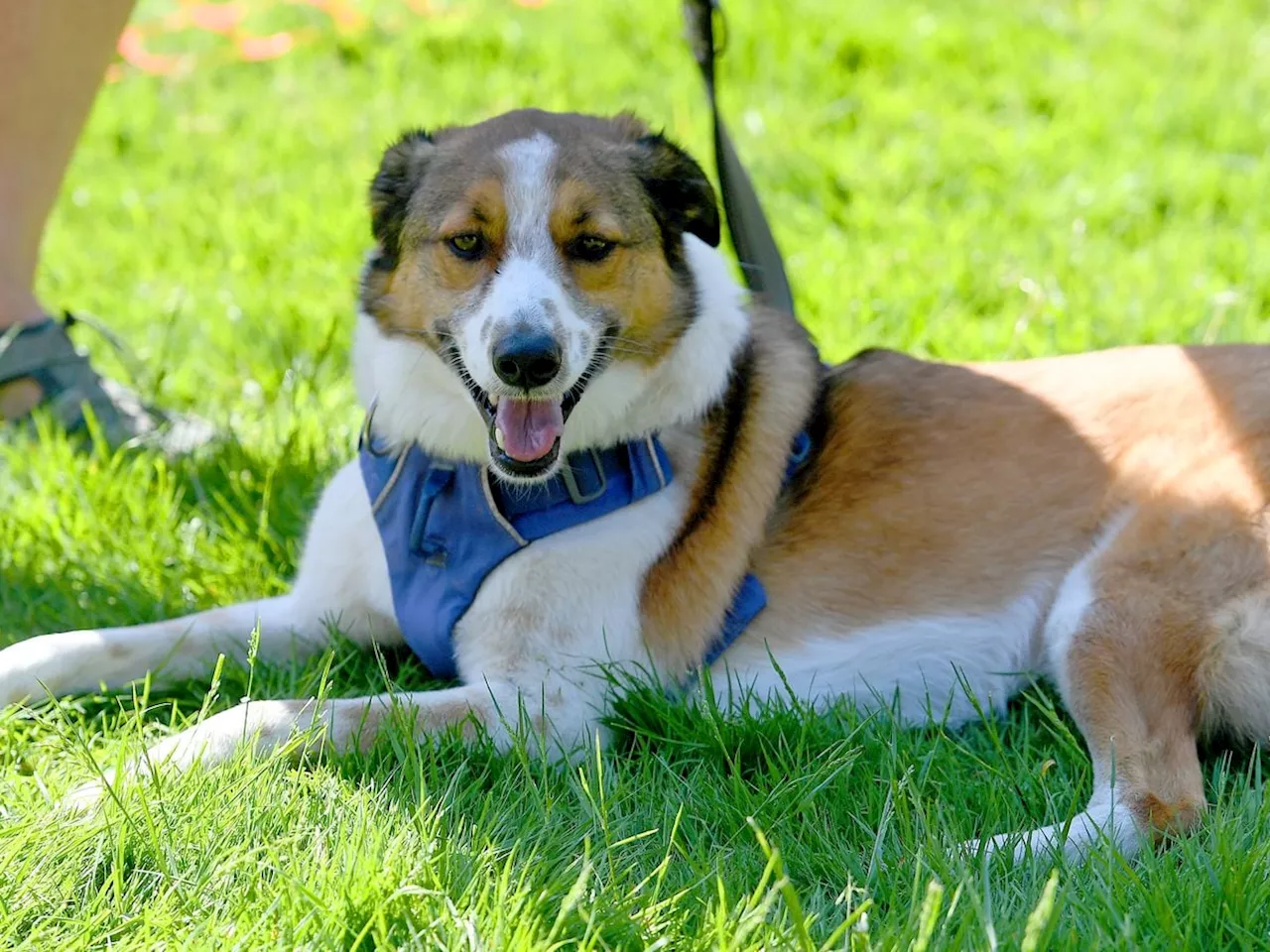 56 adorable photos as dogs and owners soak up the sun on Great British ...