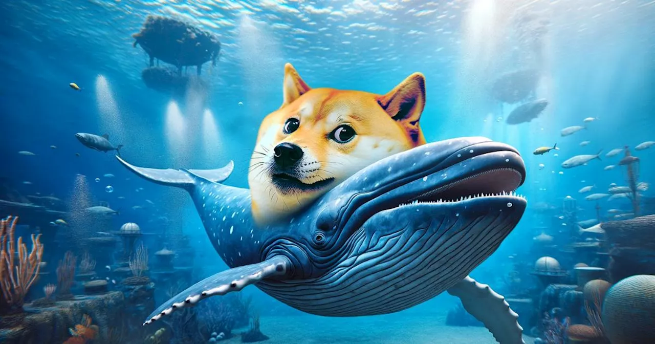 ควรกังวลไหม ? กิจกรรมเจ้ามือรายใหญ่ Dogecoin ลดฮวบเกือบ 86% สิ่งนี้มีผลต่อราคา DOGE หรือไม่