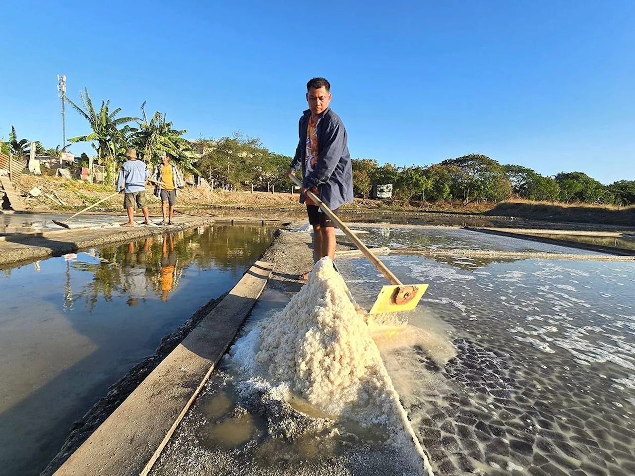 Pangasinan to supply salt as coconut fertilizers