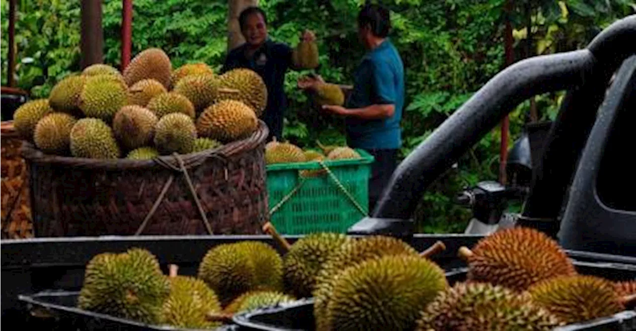 Durian harvest improving after prolonged dry spell