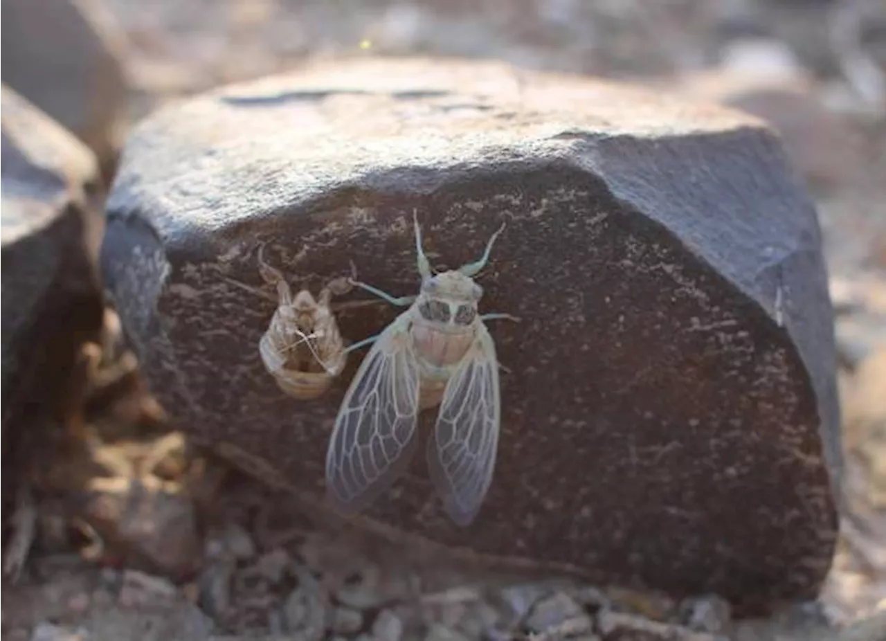 Millones de cigarras emergen en el semidesierto coahuilense