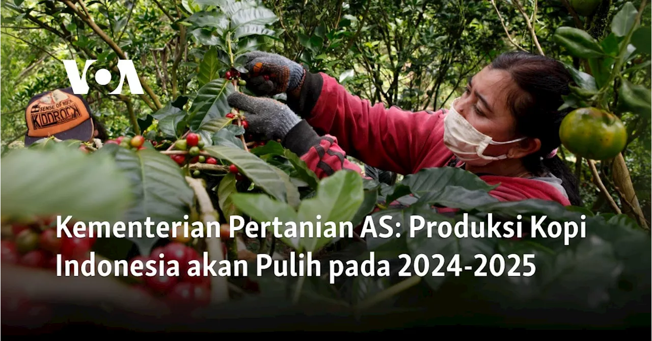 Kementerian Pertanian AS: Produksi Kopi Indonesia akan Pulih pada 2024-2025