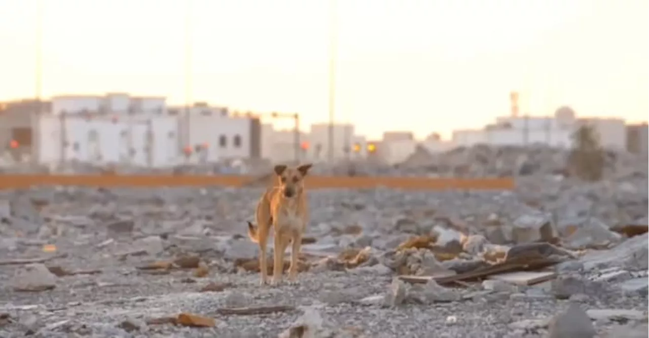 Furever homes needed: Nassau Humane Society assists in rehoming 2 dogs abused, neglected in Qatar