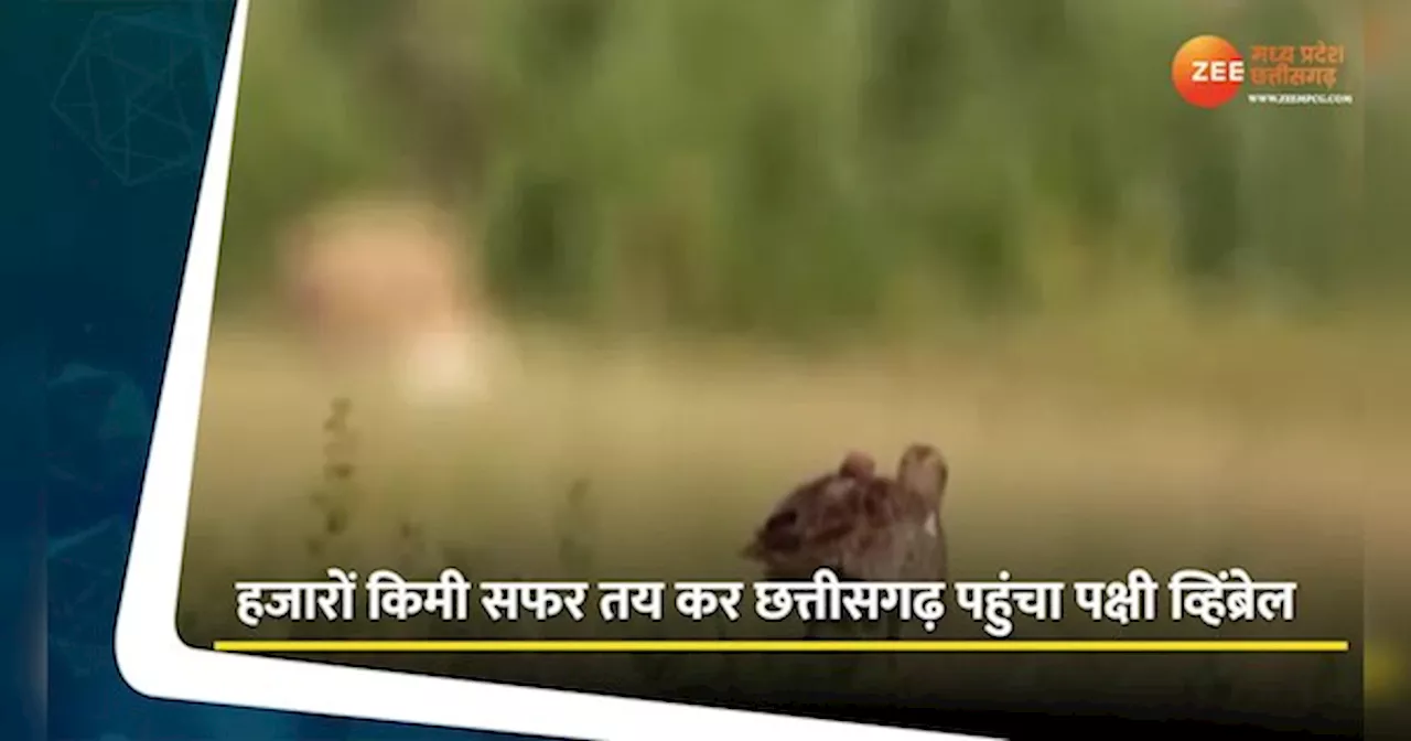 Rajnandgaon Video: हजारों किमी सफर तय करके छत्तीसगढ़ पहुंचा व्हिंब्रेल पक्षी, पैरों में लगा है GPS