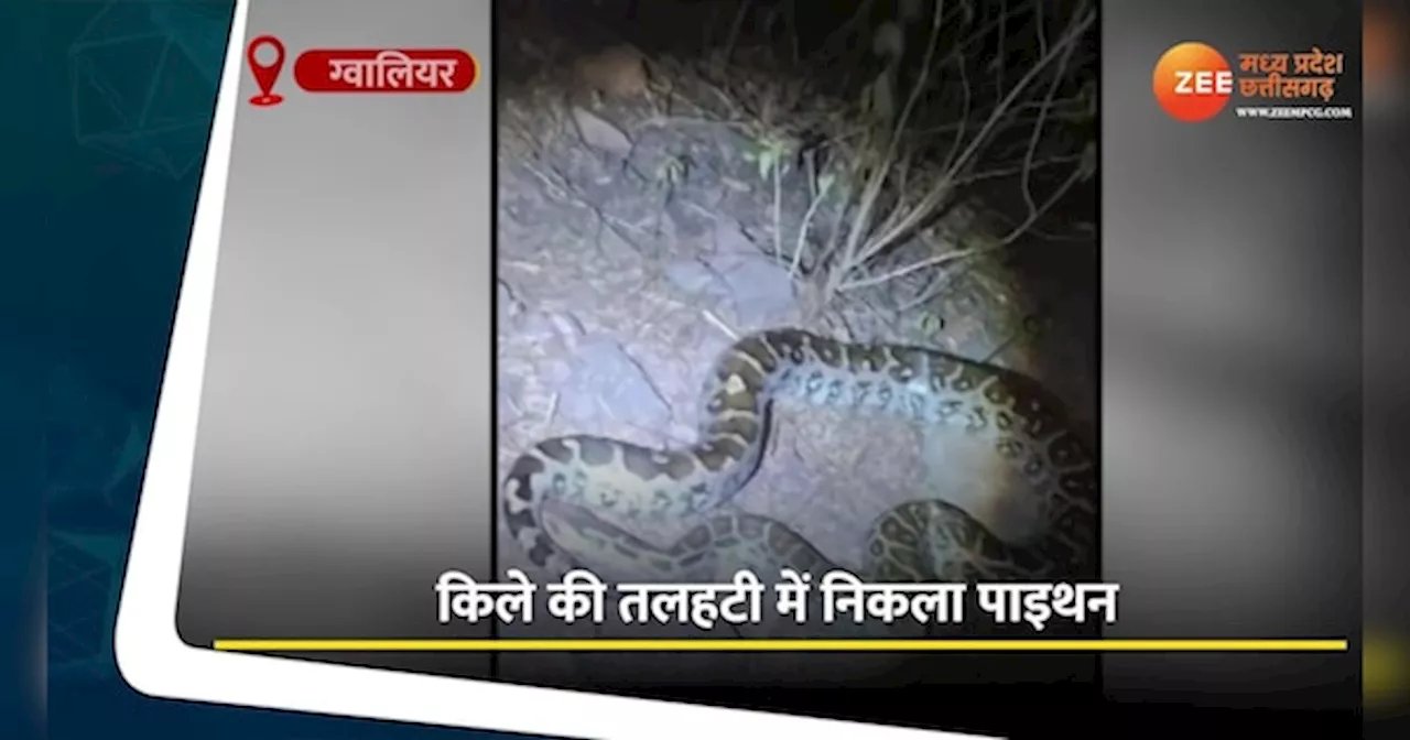 Snake Viral Video: किले में निकला में 7 फीट का अजगर, देखिए फिर क्या हुआ?