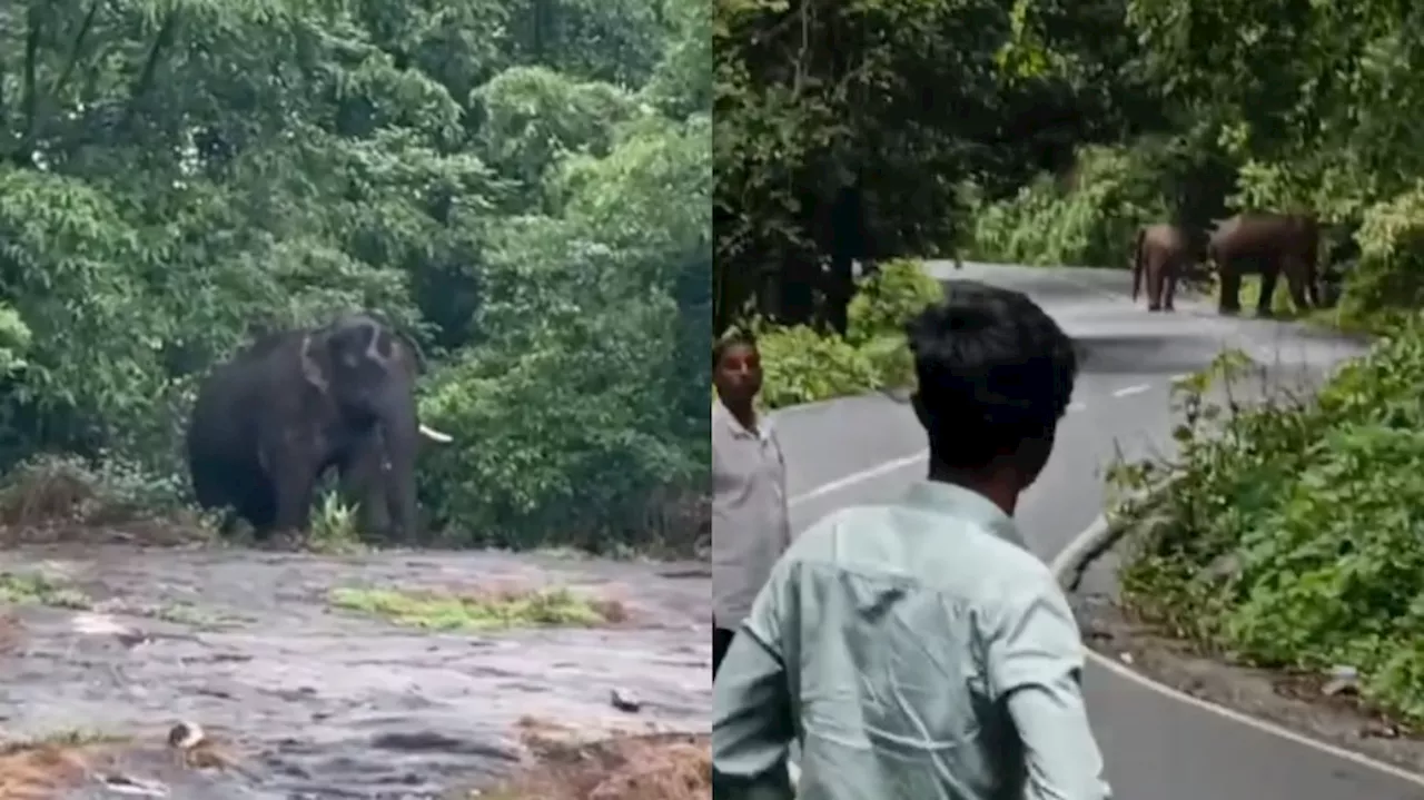 Wild elephant: പട്ടാപ്പകൽ നേര്യമംഗലത്തെ വിറപ്പിച്ച് ഒറ്റക്കൊമ്പൻ; ​ഗതാ​ഗതം തടസപ്പെട്ടു