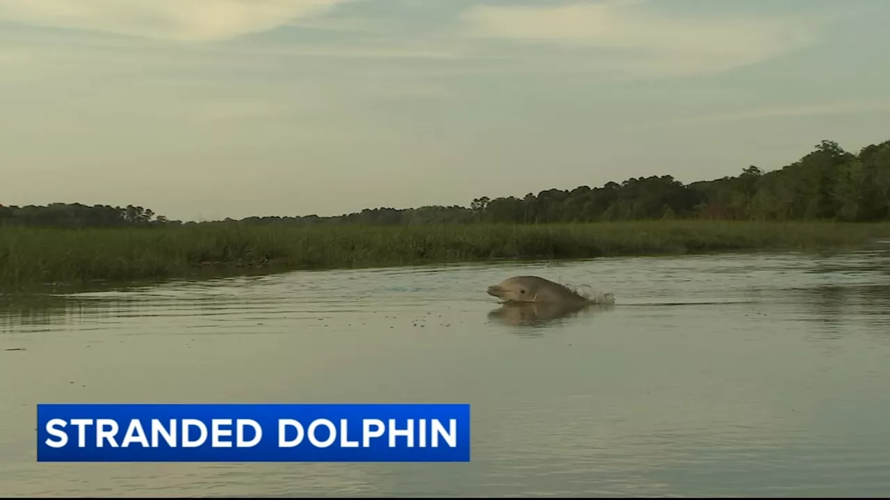 Residents concerned about dolphin stuck for days in small South Jersey creek