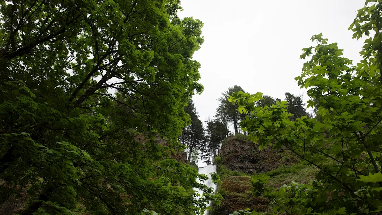 Hiker dies after falling from trail in Oregon's Columbia River Gorge, officials say