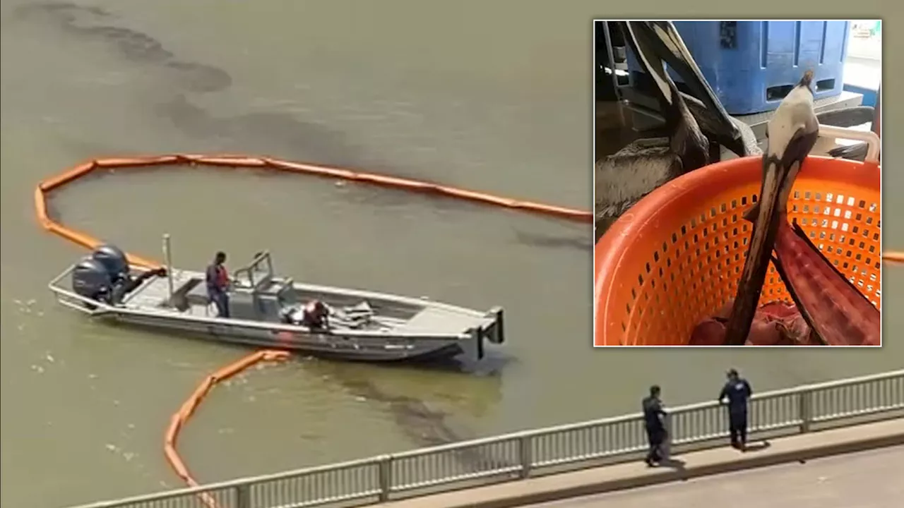 Barge crash's marine life impacts being monitored as Pelican Island bridge reopens