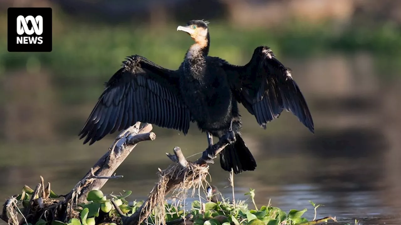 Salmon giant Tassal used 'shoot and scare tactic' to deter seabirds near Tasmanian salmon pens but failed, documents reveal