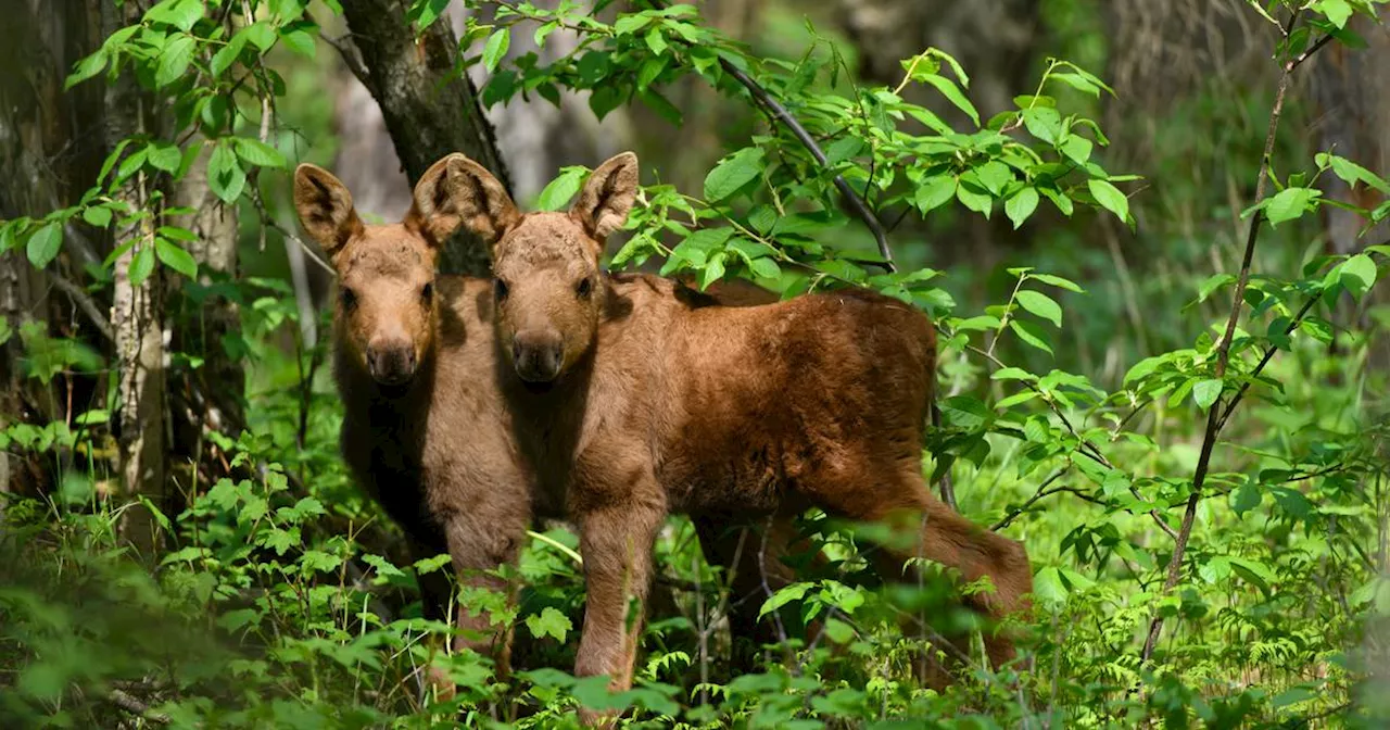 Homer man killed in moose attack was trying to photograph calves, troopers say