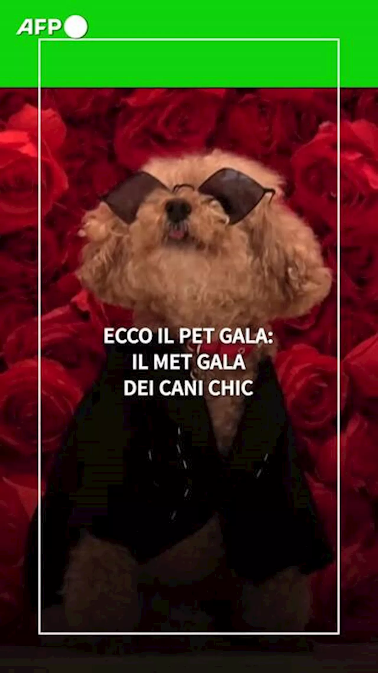 Ecco il Pet Gala, a New York cani sul red carpet come al Met Gala