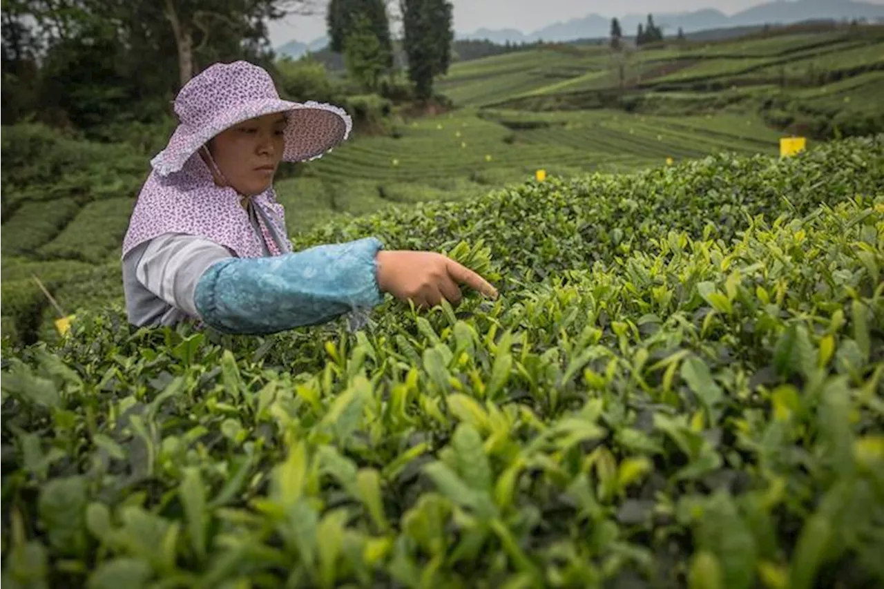 La Fao nella giornata del tè celebra il ruolo delle donne