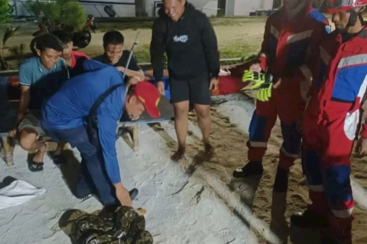 Gulkarmat evakuasi ular sanca di Pantai Sunrise Pulau Pramuka