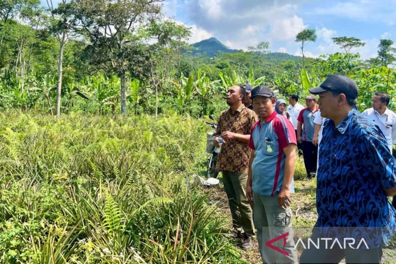 Kemenkumham periksa permohonan Indikasi Geografis Nanas Madu Pemalang