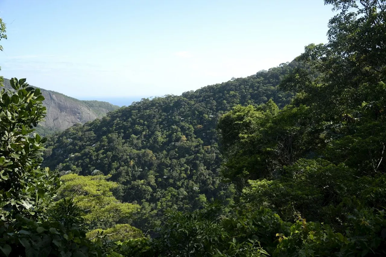 Mata Atlântica: desmatamento cai em áreas contínuas entre 2022 e 2023