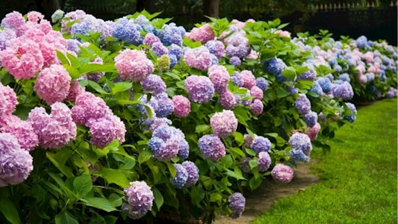 Choosing perennials for fast results in your garden