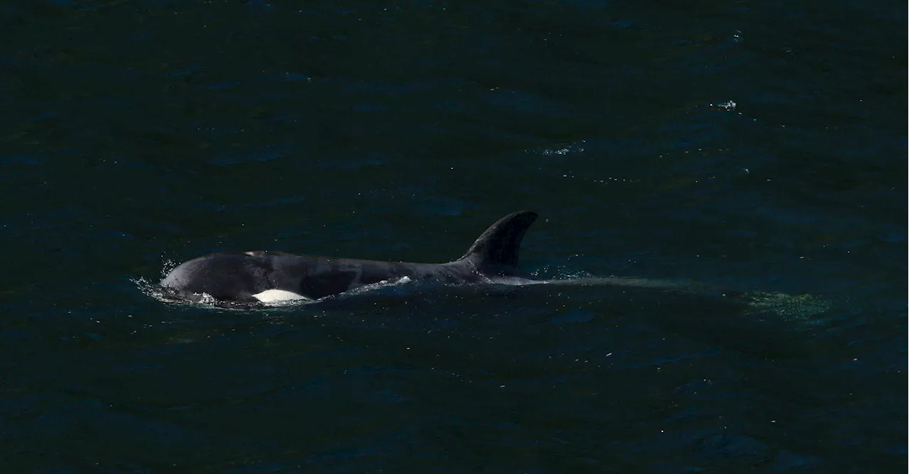 Orphan orca’s extended family spotted off northeast side of Vancouver Island