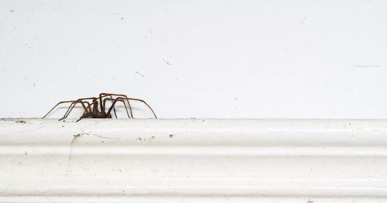 Pest experts reveal £1.45 hack to keep spiders away from your property