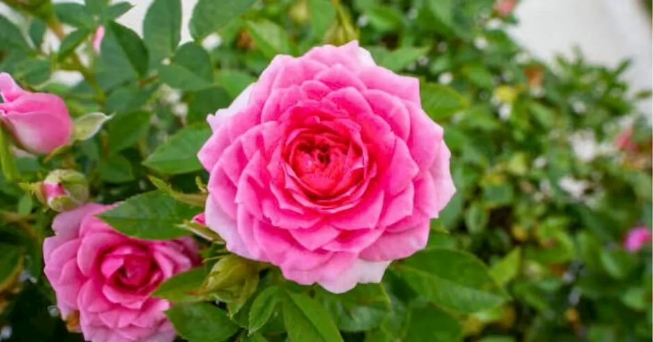 The 'wonderful' 78p kitchen scrap that produces 'bigger blooms' for roses