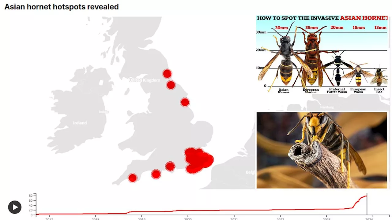 Asian hornet hotspots revealed: Interactive map shows the full list of areas at risk