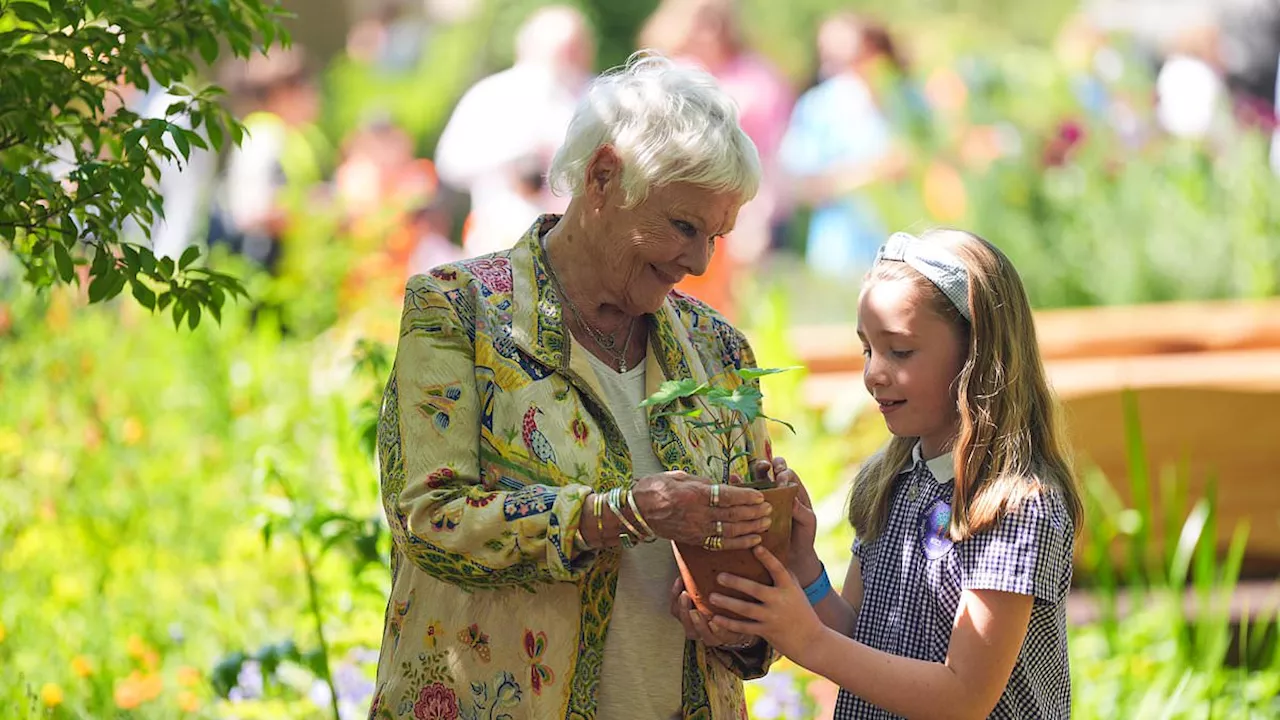 Moment Judi Dench plants Sycamore Gap seedling at Chelsea Flower Show