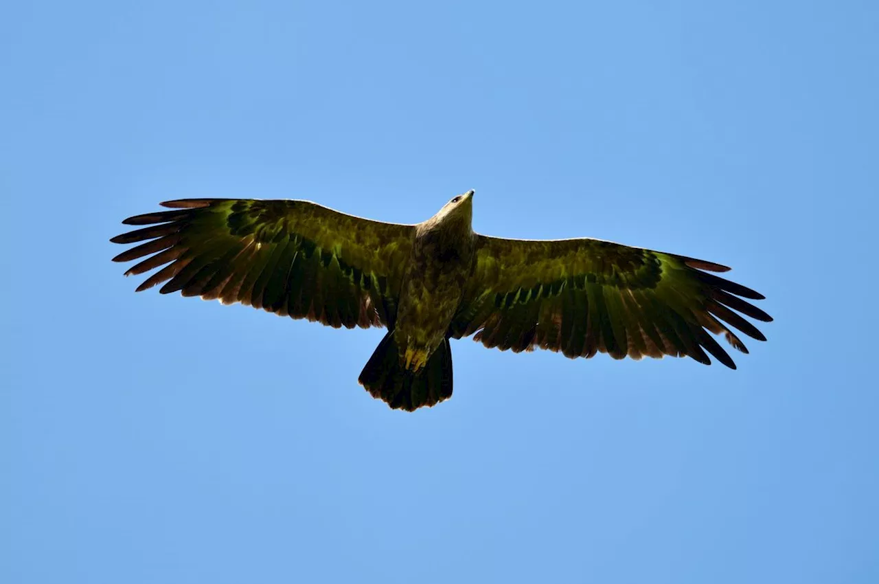 Eagles avoid Ukraine along migration route due to war