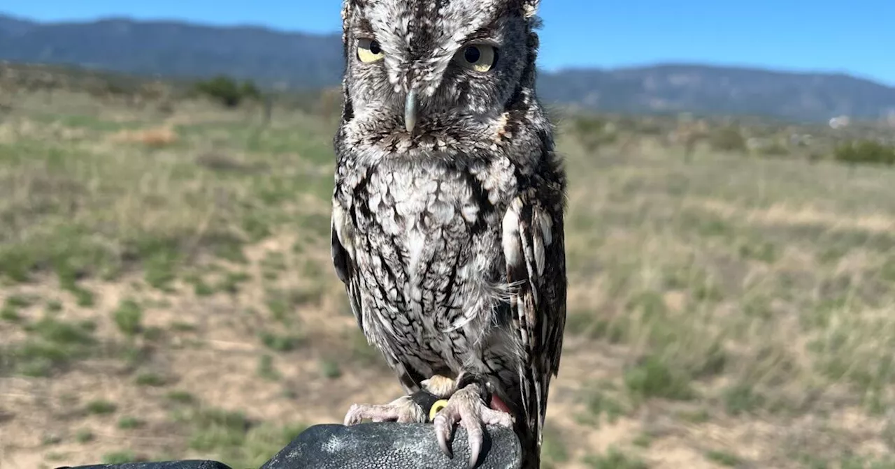 Black Hills Energy, Nature’s Educators partner to protect birds of prey in Southern Colorado