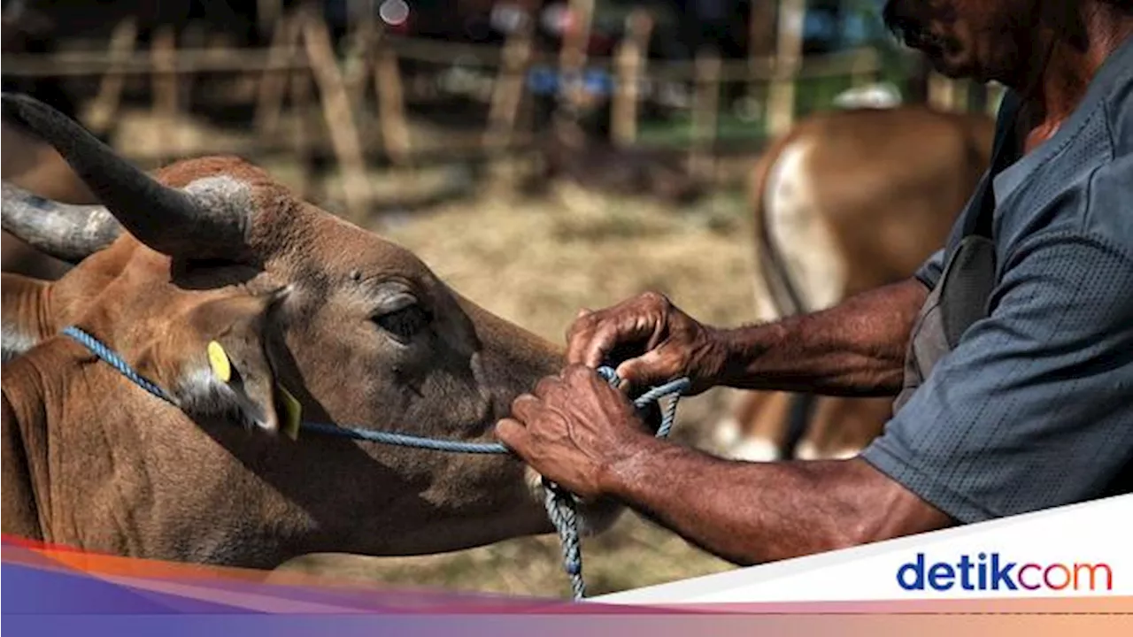 Hukum Orang yang Mampu tapi Tidak Mau Berkurban