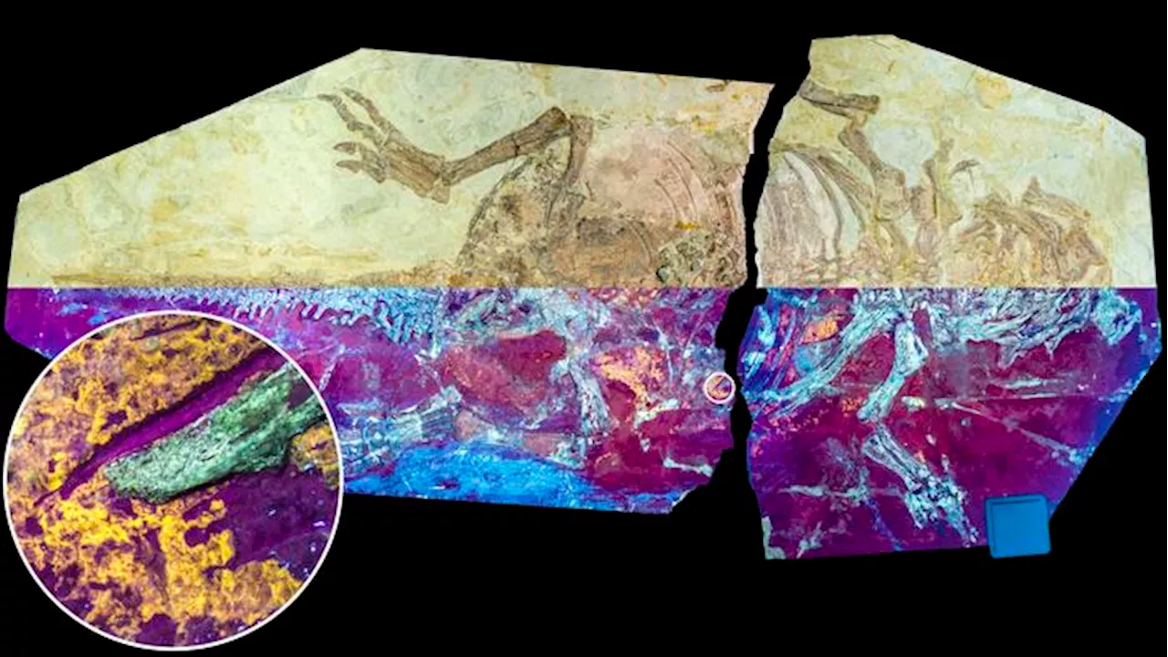 Some Dinosaurs Sported Scales and Feathers as an Evolutionary Advantage