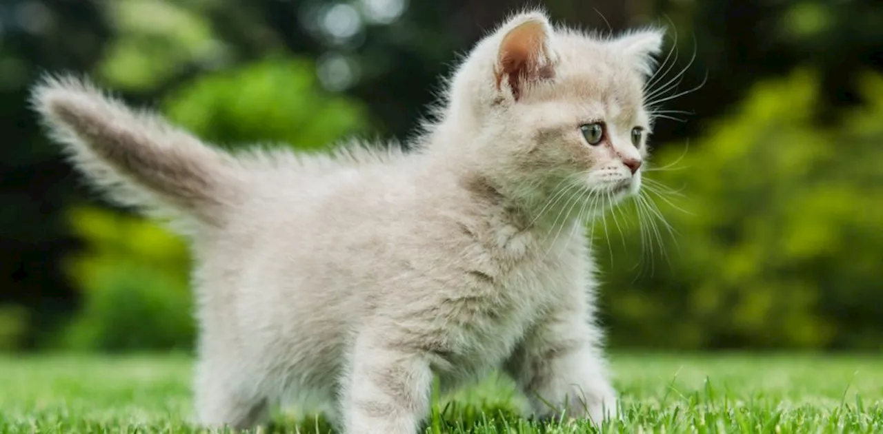 Pickering Animal Services short story contest for kids now open