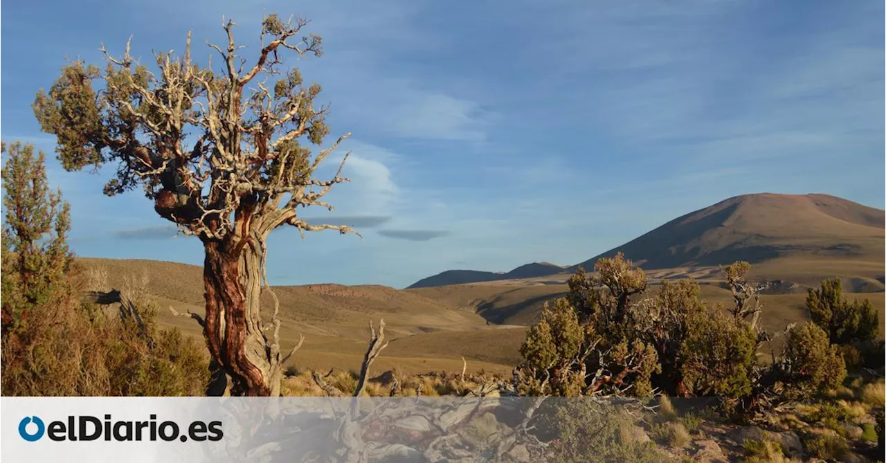 Los cinco arbolitos centenarios de los Andes que funcionan como un radar climático planetario