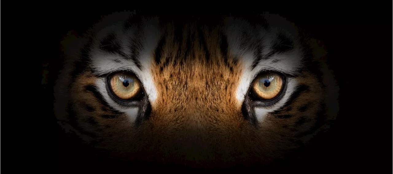 How To Thrive Under A ‘Tiger Boss’